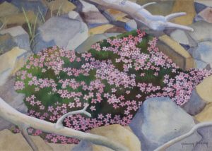 Annora Brown: MOSS CAMPION