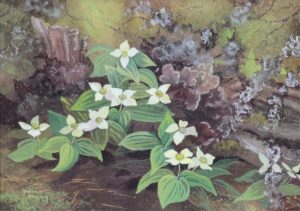 Annora Brown: BUNCHBERRY (CANADIAN DOGWOOD)