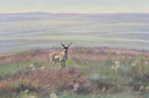 Dean R. Francis: PRONGHORN & GOATSBEARD