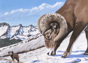 Adeline Halvorson: BIGHORN SHEEP IN THE HIGH ALPINE