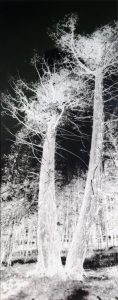 Cesar Damian: RADIOGRAPHY NO. 1: TRAP OF THE SUBLIME
