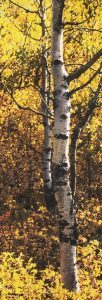 Hubert Nanzer: ASPENS
