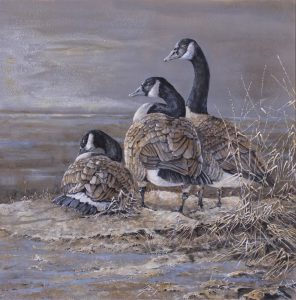 Page Ough: CANADA GEESE