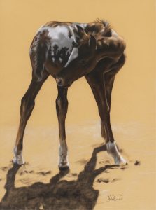 Adeline Halvorson: FOAL
