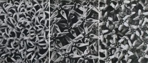 Karl Blossfeldt: ECHINOPS SPAEROCEPHALUS
ASCLEPIAS SPECIOSA
VINCETOXICUM ALBUM