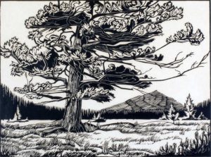 Margaret Dorothy Shelton: WINDBLOWN FIR
