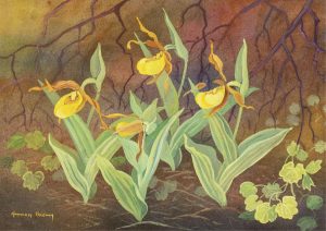 Annora Brown: YELLOW LADY’S SLIPPER