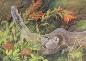 Annora Brown: INDIAN PAINTBRUSH AND MUSHROOMS