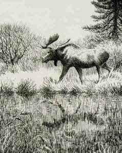 Clarence Tillenius: WALKING BULL MOOSE AND COW  |  BULL MOOSE AND REFLECTION