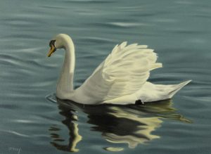 Norman Kelly: MUTE SWAN  |  EARLY START