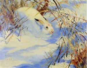 Clarence Tillenius: UNTITLED (SNOWSHOE HARE)