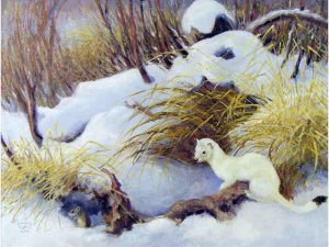 Clarence Tillenius: UNTITLED (ERMINE AND DEER MOUSE)