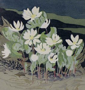 Mary Evelyn Wrinch (Reid): NORTHERN BLOOD ROOT