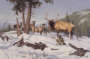 Harold Lloyd Lyon: WINTER ELK