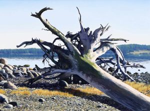 Merv Brandel: ENTANGLED