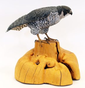 Deanna Bartholow: PEREGRINE FALCON