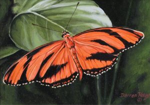 Darren Haley: ORANGE BANDED HELICONIAN