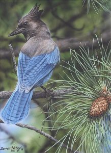 Darren Haley: STELLER’S JAY