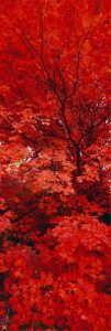 Peter Lik: ZEN