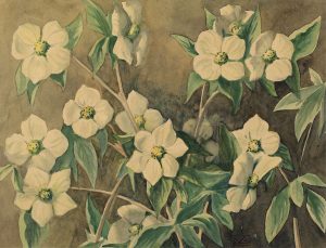 Illingworth Holey (Buck) Kerr: DOGWOOD FLOWERS