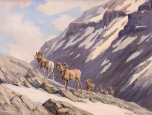 Leslie H. Peters: BIGHORNS IN THE HIGH COUNTRY