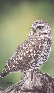 Darren Haley: BURROWING OWL