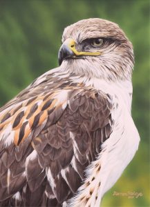 Darren Haley: FERRUGINOUS HAWK