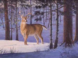Rick Berg: BUCK IN A FOREST SETTING