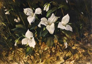 Geoffrey Allan Rock: TRILLIUMS