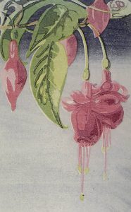 Walter Joseph Phillips: FUCHSIA
