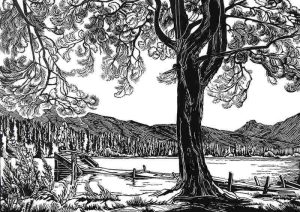 Margaret Dorothy Shelton: PINE AT LUCERNE LAKE
