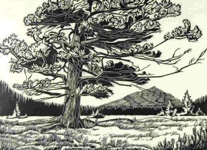 Margaret Dorothy Shelton: WINDBLOWN FIR