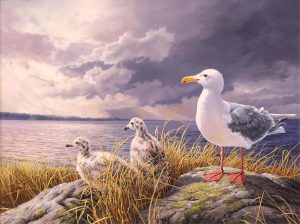 Marla Wilson: GLAUCOUS-WINGED GULL