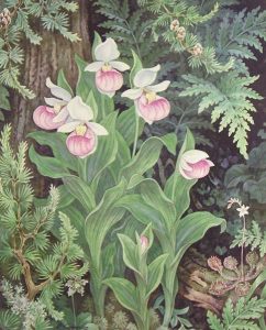 Edith Grace Coombs (Lawson): LADY SLIPPERS