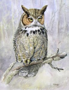 Peter Karsten: GREAT HORNED OWL