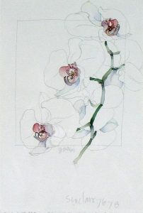 Robert W. Sinclair: PHAELANOPUS #9 (ORCHID)