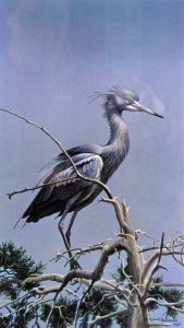 Robert Bateman: LITTLE BLUE HERON