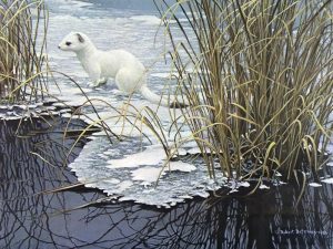 Robert Bateman: EDGE OF THE ICE – ERMINE
