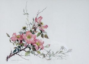 Jane Blake: ALBERTA WILD ROSE