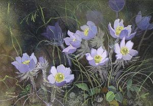 Annora Brown: PURPLE CROCUSES