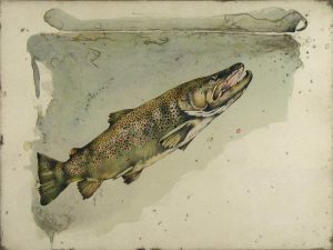 Jack Lee Cowin: RISING BROWN (WESTERN TROUT SERIES)