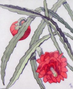 Alison Houston Lockerbie Newton: CHRISTMAS CACTUS