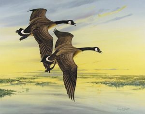 Angus Henry Shortt: CANADA GOOSE PAIR AT SUNRISE