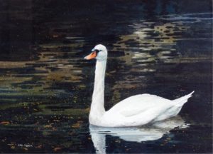 Mel Heath: WHITE ELEGANCE, STANLEY PARK