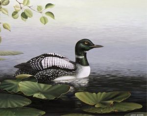 Lloyd Barnes: LOON LILLIES