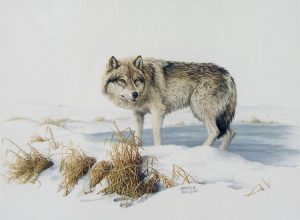 Marla Wilson: WOLF