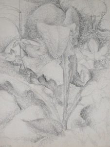 Lionel LeMoine FitzGerald: PLANT