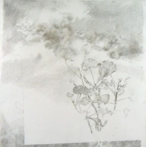 Dirk van Wyk: GERANIUM