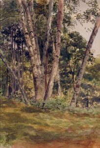 James Edward Hervey MacDonald: BIRCH WOODS