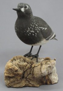 Peter Sawatsky: BLACK TURNSTONE